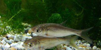 Crapul argintiu (Hypophthalmichthys molitrix), pește de apă dulce