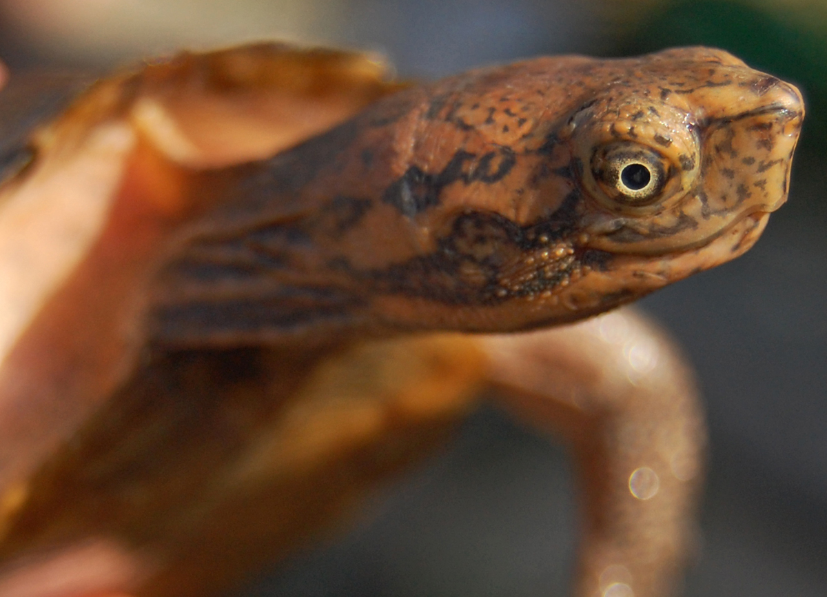 Cyclemys dentata