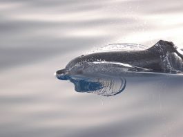 Delfinul pestriț de Atlantic (Stenella frontalis) și caracteristicile acestuia