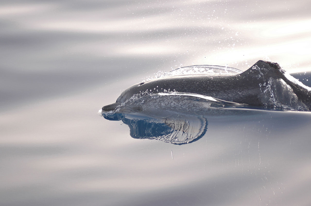 Delfinul pestriț de Atlantic (Stenella frontalis) și caracteristicile acestuia