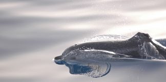 Delfinul pestriț de Atlantic (Stenella frontalis) și caracteristicile acestuia