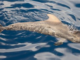 Delfinul-pilot cu înotătoare scurte (Globicephala macrorhynchus), află unde trăiește