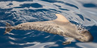 Delfinul-pilot cu înotătoare scurte (Globicephala macrorhynchus), află unde trăiește