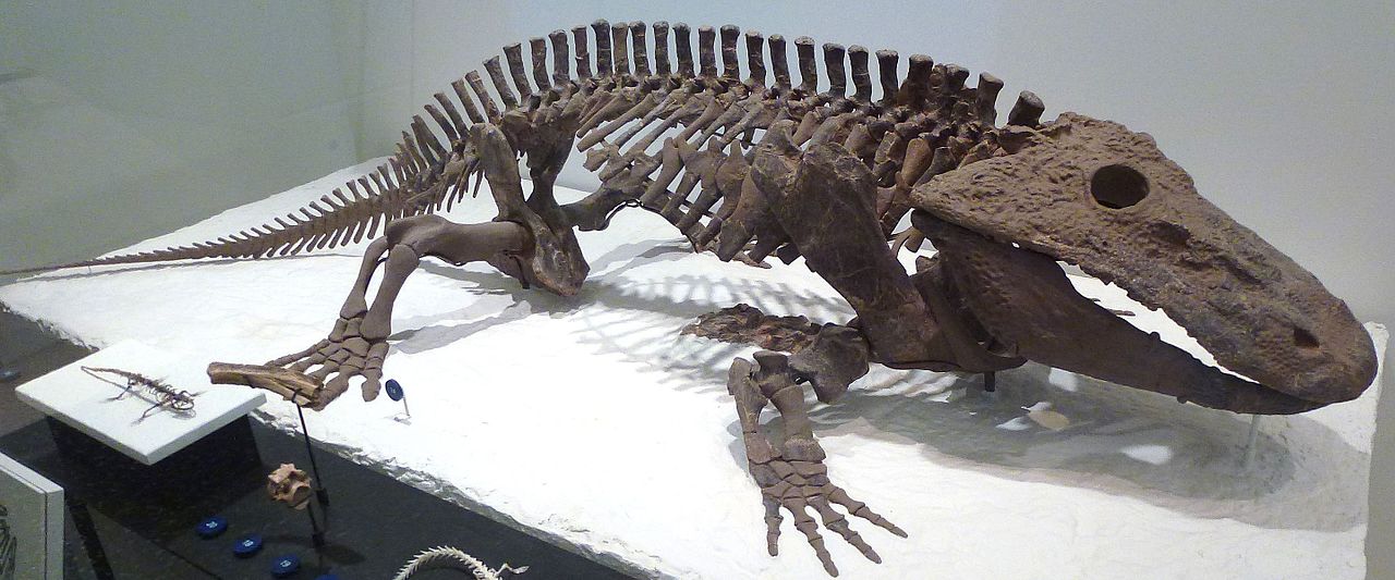 Eryops