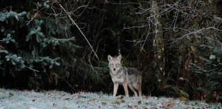 Etologia – stiinta despre inteligenta animala Etologia