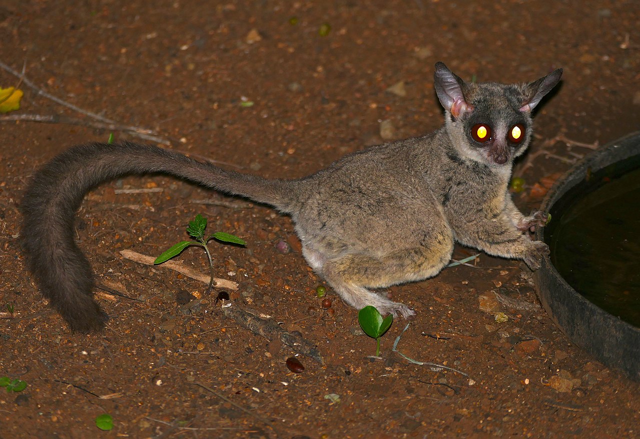 Galago moholi