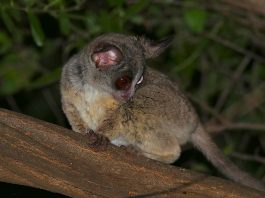 Galago sud-african (Galago moholi) face salturi înalte de până la 1,5 m