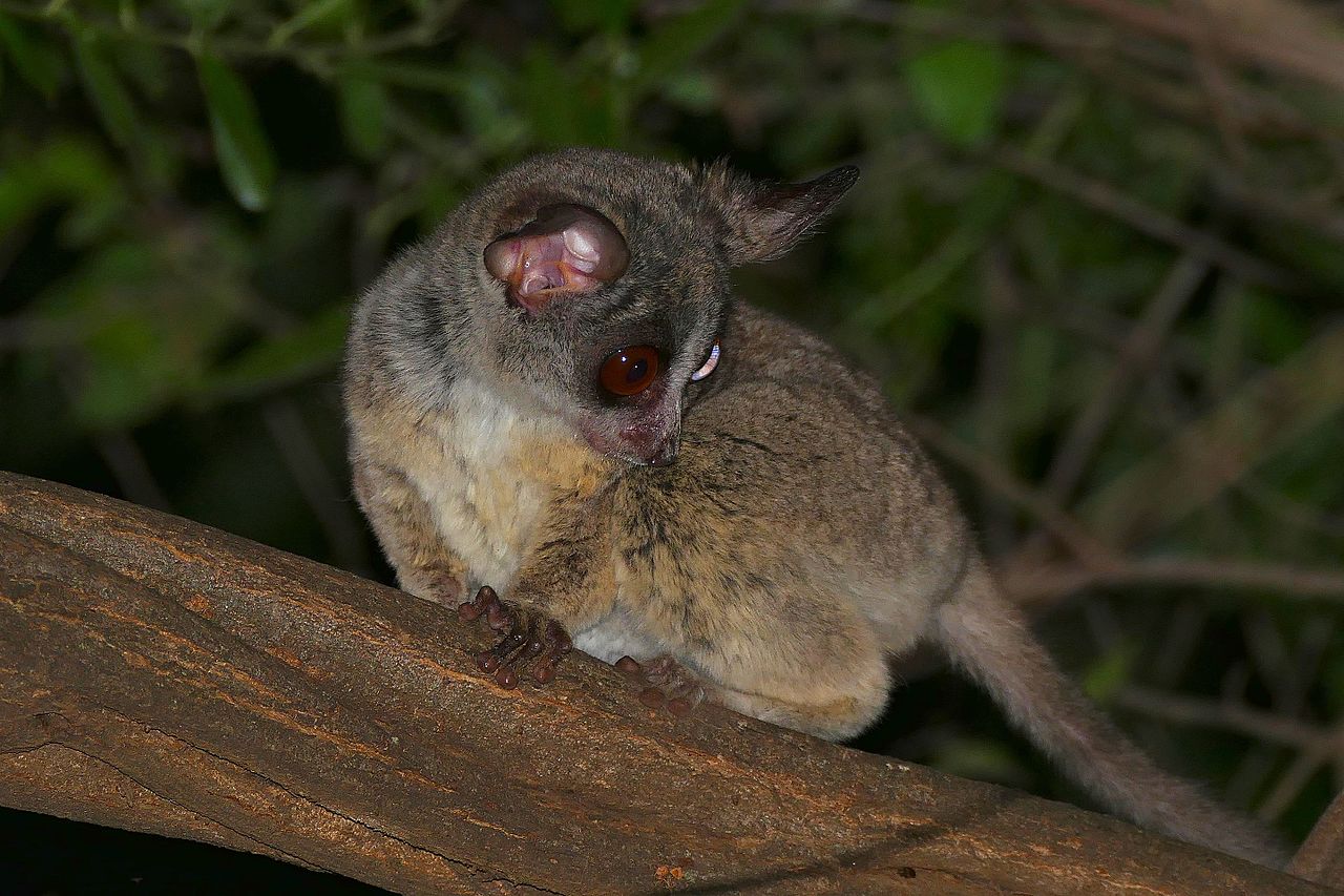 Galago sud-african (Galago moholi) face salturi înalte de până la 1,5 m