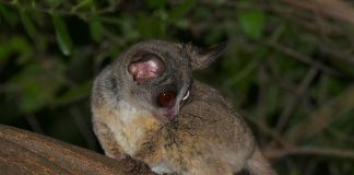 Galago sud-african (Galago moholi) face salturi înalte de până la 1,5 m