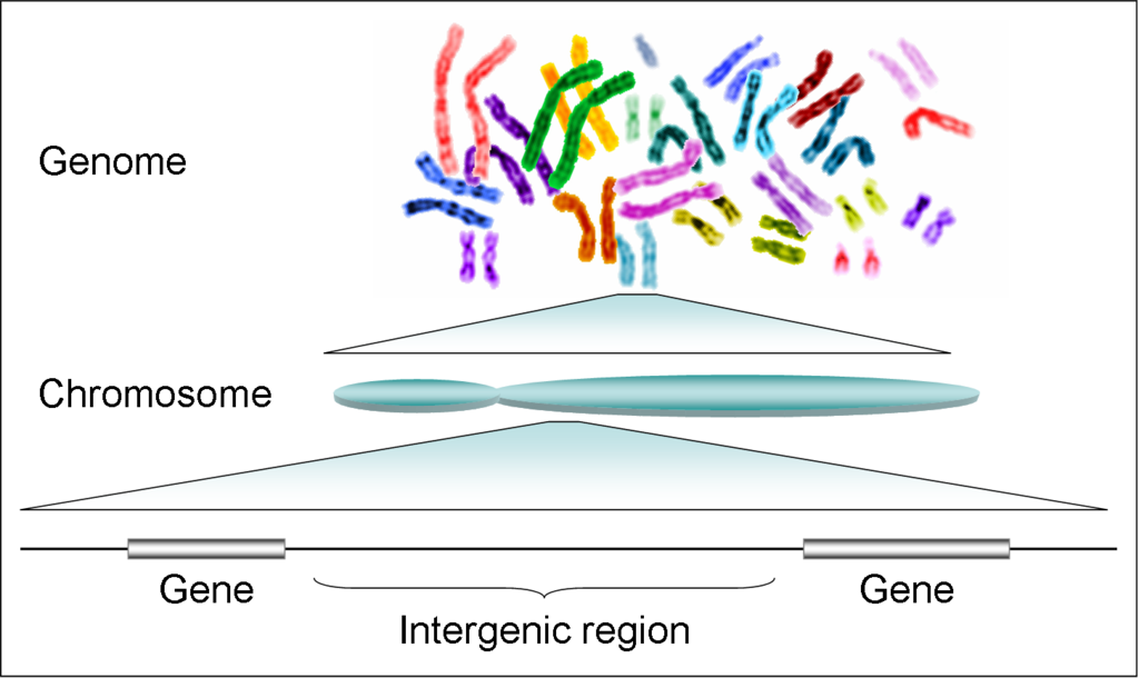 Genomul uman - gene