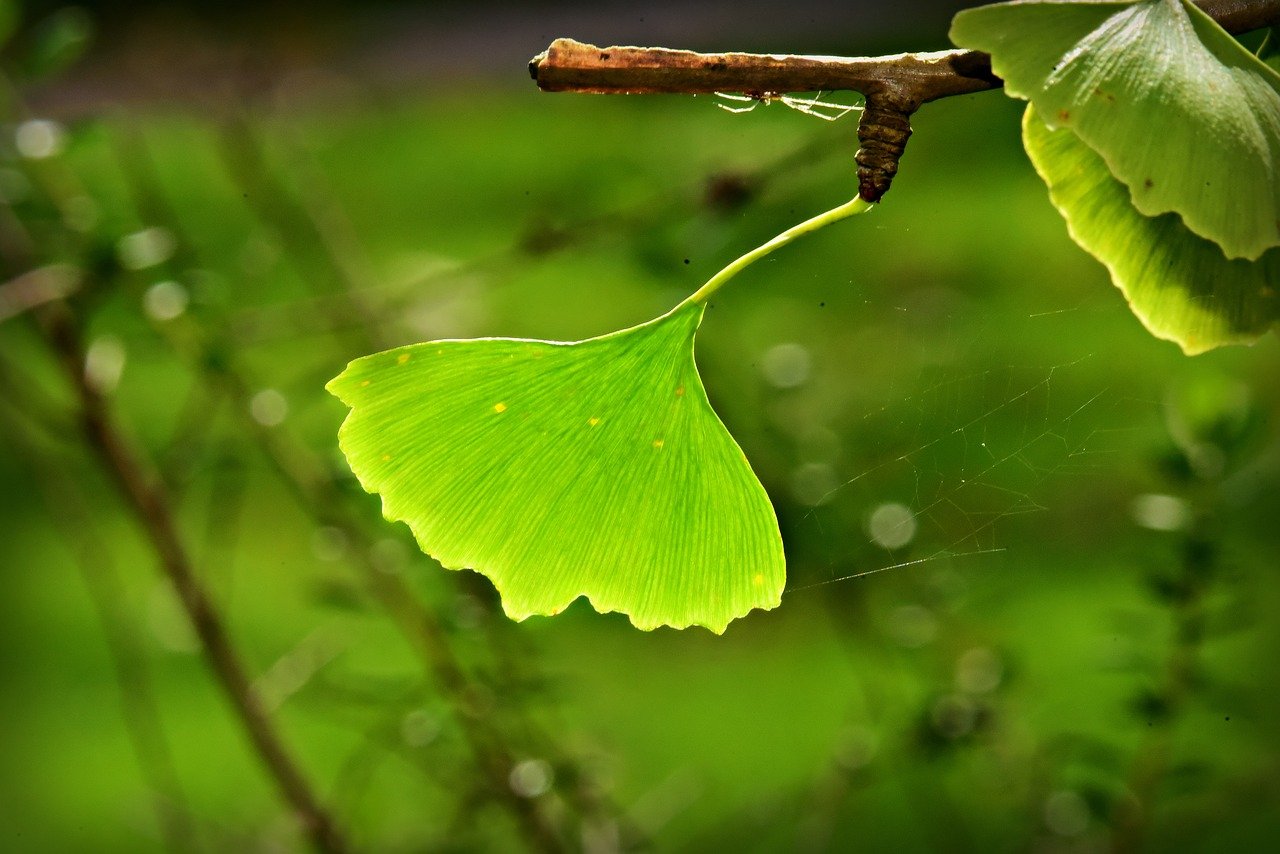 Ginkgo biloba