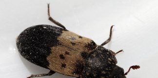 Gândaci de slănină sau Dermestes Lardarius, o specie des întâlnită