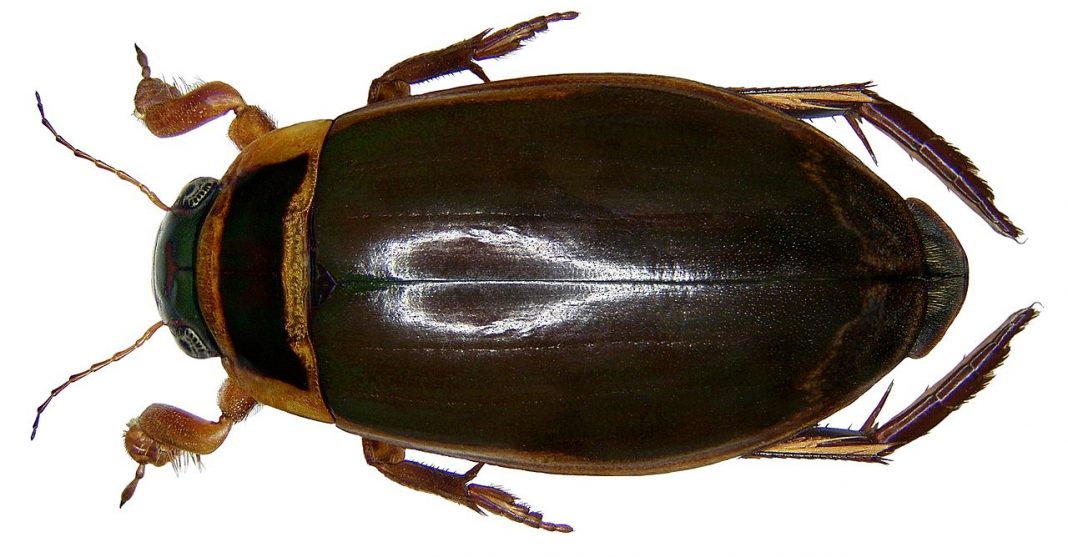 Gândaci scufundători din apele curgătoare– Dytiscus marginalis