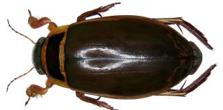 Gândaci scufundători din apele curgătoare– Dytiscus marginalis
