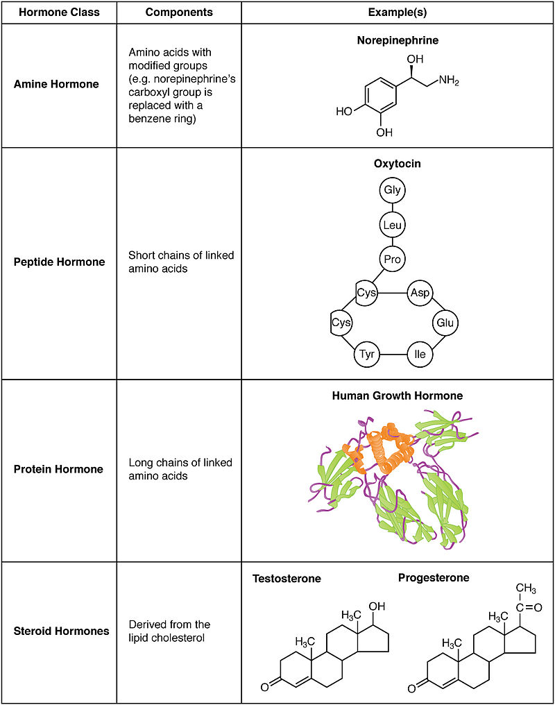 Hormoni1