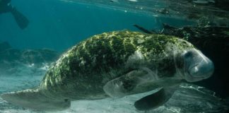 Lamantinul american (Trichechus manatus), mamifer acvatic