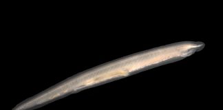 Lantete, animale marine primitive în formă de pește