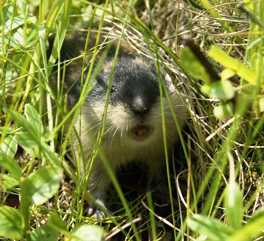 Lemmus sibericus