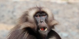 Maimuța gelada (Theropithecus gelada), un gigant între babuini