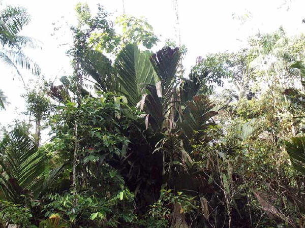 Manicaria Saccifera, Foto: plantapalm.com