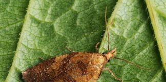 Molia viței-de-vie (Sparganothis pilleriana), vezi cum arată acest dăunător