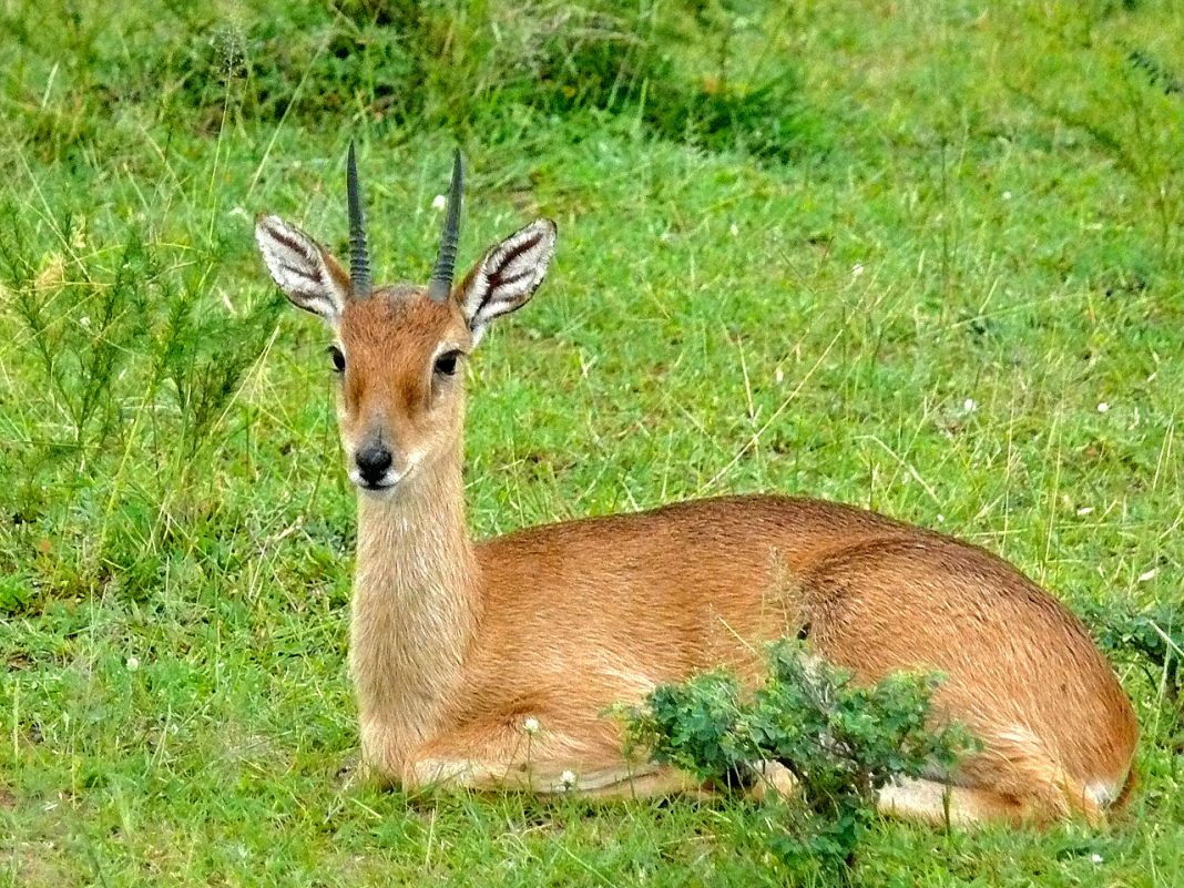 Oribi (Ourebia ourebi), mamifer copitat din Africa Oribi (Ourebia ourebi), mamifer copitat din Africa