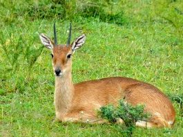 Oribi (Ourebia ourebi), mamifer copitat din Africa