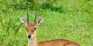 Oribi (Ourebia ourebi), mamifer copitat din Africa