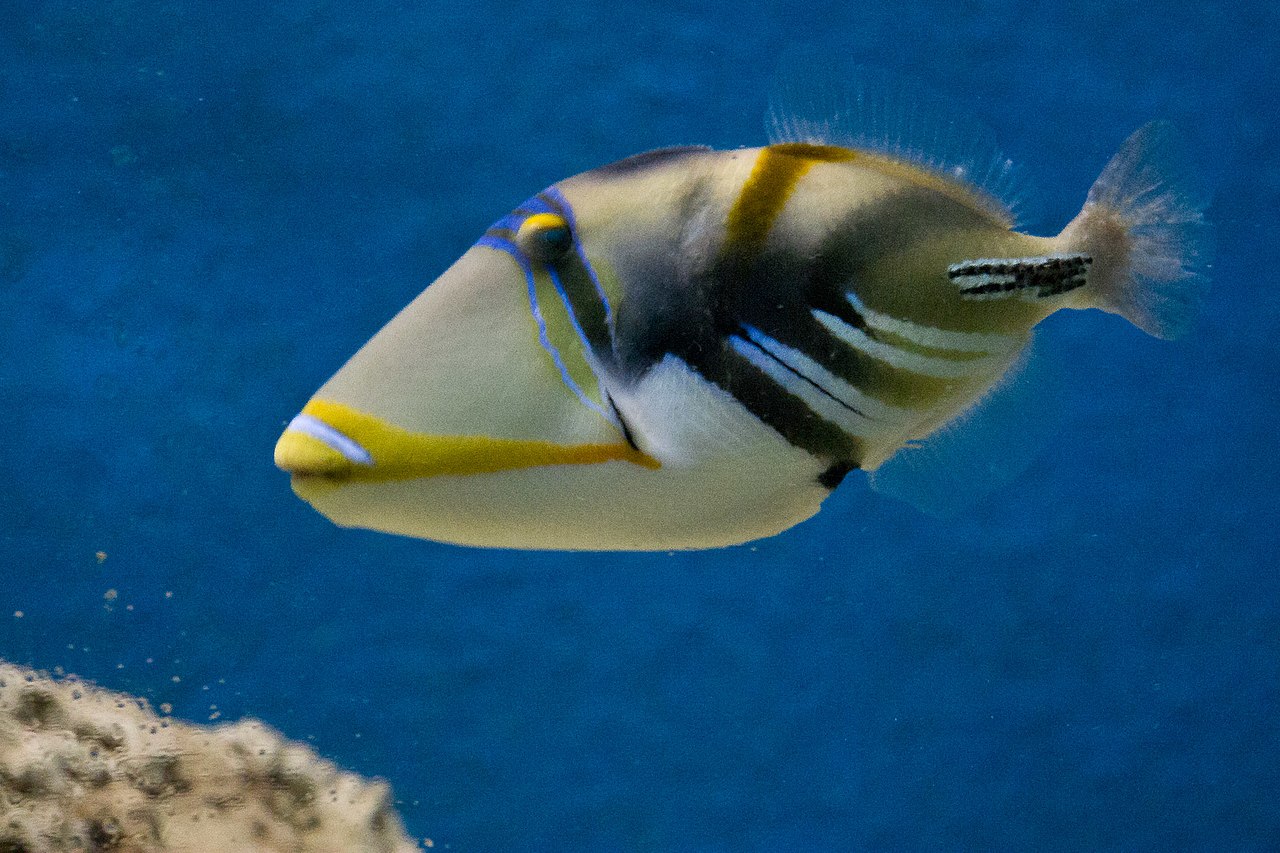 Peștele Picasso (Rhinecanthus aculeatus), vezi de ce și-a primit numele după celebrul artist