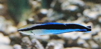 Peștele Labroides Dimidiatus este numit curățătorul de pești