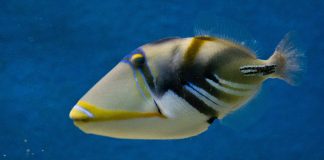 Peștele Picasso (Rhinecanthus aculeatus), vezi de ce și-a primit numele după celebrul artist