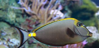 Peștele-chirurg cu fața vărgată (Naso lituratus), află de unde și-a primit acest nume