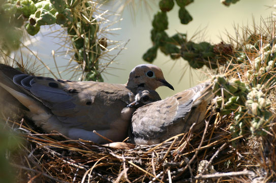 Porumbelul jelitor, Mascul si femela in perioada clocitului, Foto: eol.org