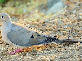 Porumbelul jelitor (Zenaida macroura), o pasăre migratoare