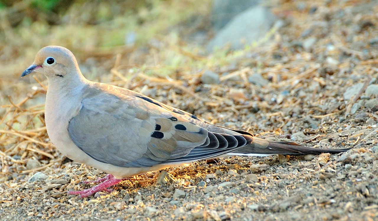 Porumbelul jelitor (Zenaida macroura), o pasăre migratoare