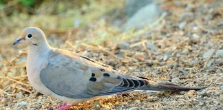 Porumbelul jelitor (Zenaida macroura), o pasăre migratoare
