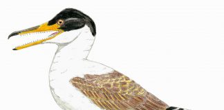 Păsări marine care au trăit în Cretacicul superior