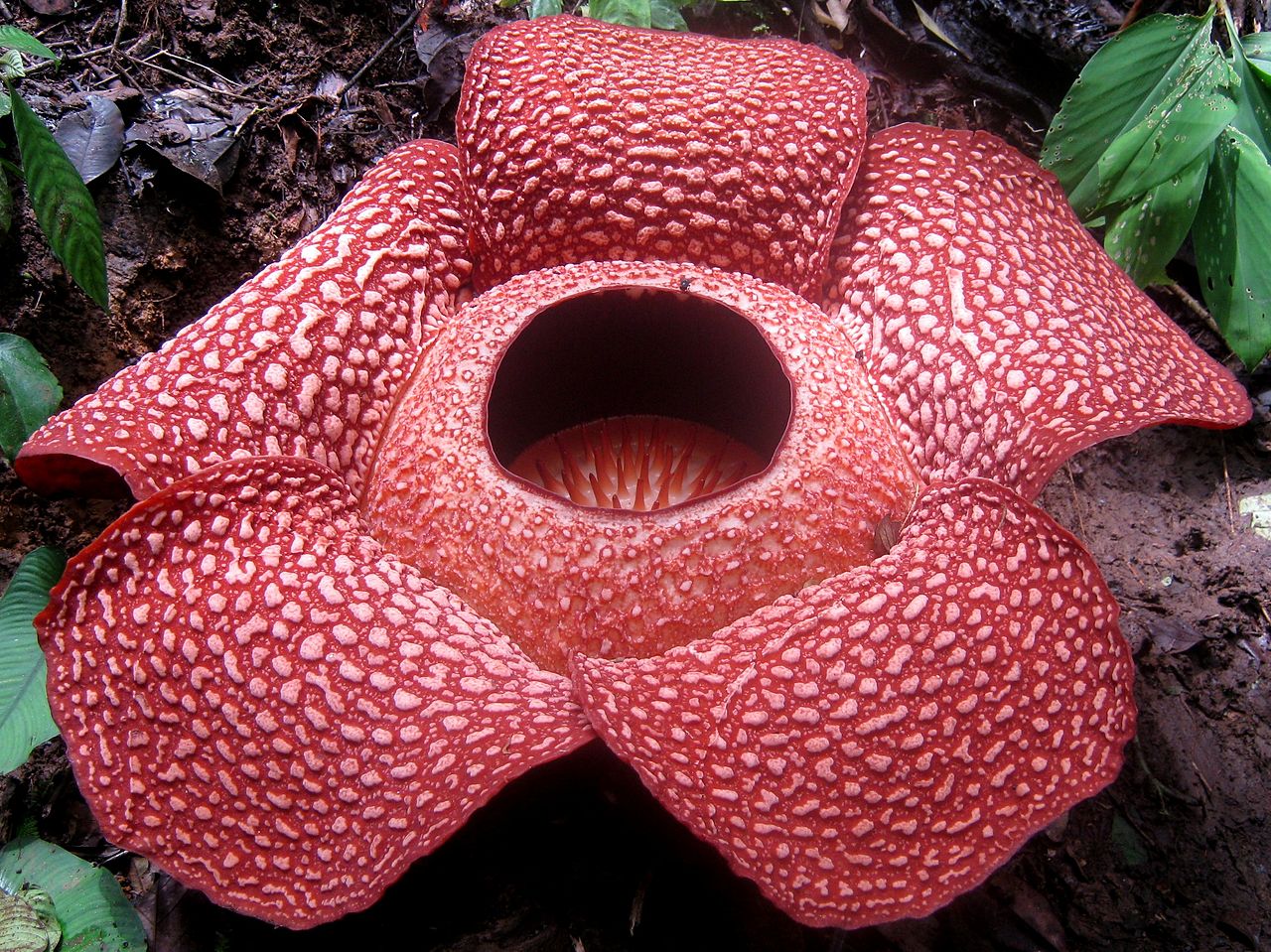 Rafflesia Arnoldi