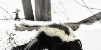 Sconcsul dungat (Mephitis mephitis) își împroșca agresorul cu secreții urât mirositoare