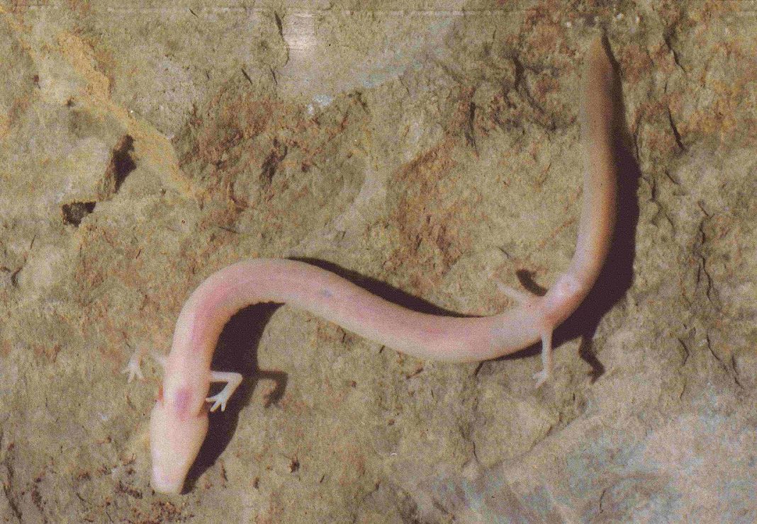 Specii de amfibinei – Proteul de peșteră (Proteus anguinus) Specii de amfibinei – Proteul de peșteră (Proteus anguinus)