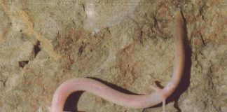 Specii de amfibinei – Proteul de peșteră (Proteus anguinus)