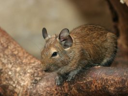 Specii de mamifere rozătoare – Degu (Octodon degus)