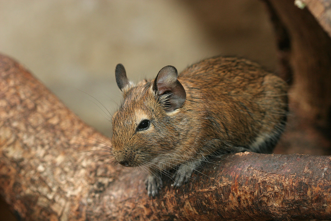 Specii de mamifere rozătoare – Degu (Octodon degus)