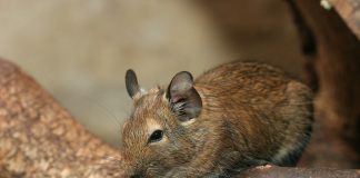 Specii de mamifere rozătoare – Degu (Octodon degus)