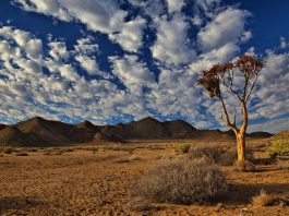 Specii de plante care au existat în perioadele geologice