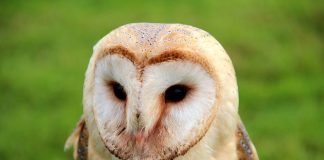 Striga (Tyto alba), cea mai răspândită bufniță din lume