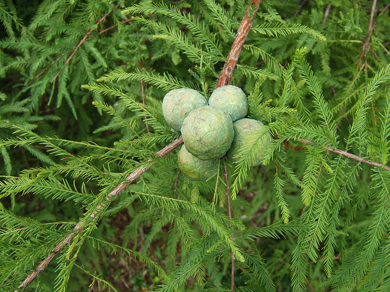 Taxodium