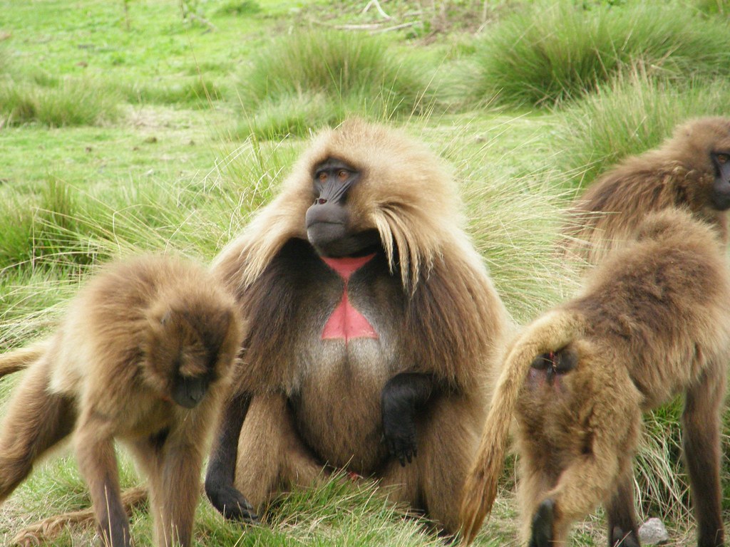 Theropithecus gelada