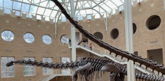 Top 10 cele mai mari muzee cu dinozauri din lume