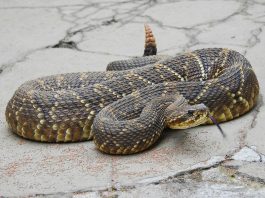 Trăsăturile șarpelui cu clopoței tropical (Crotalus durissus)